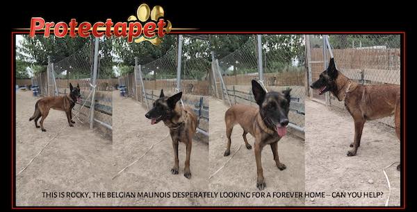 Rocky the Belgian Malinois looking for a home in Spain. 